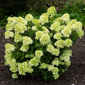 Littl-Passion