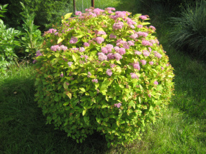 голден принцесс